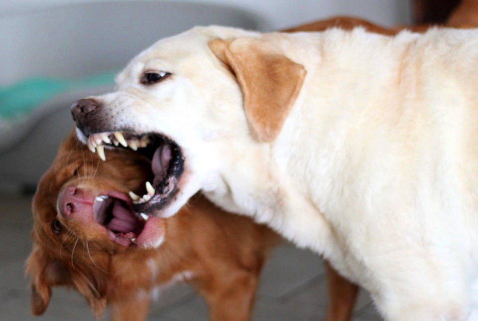 brown dog and beige dog becoming aggressive