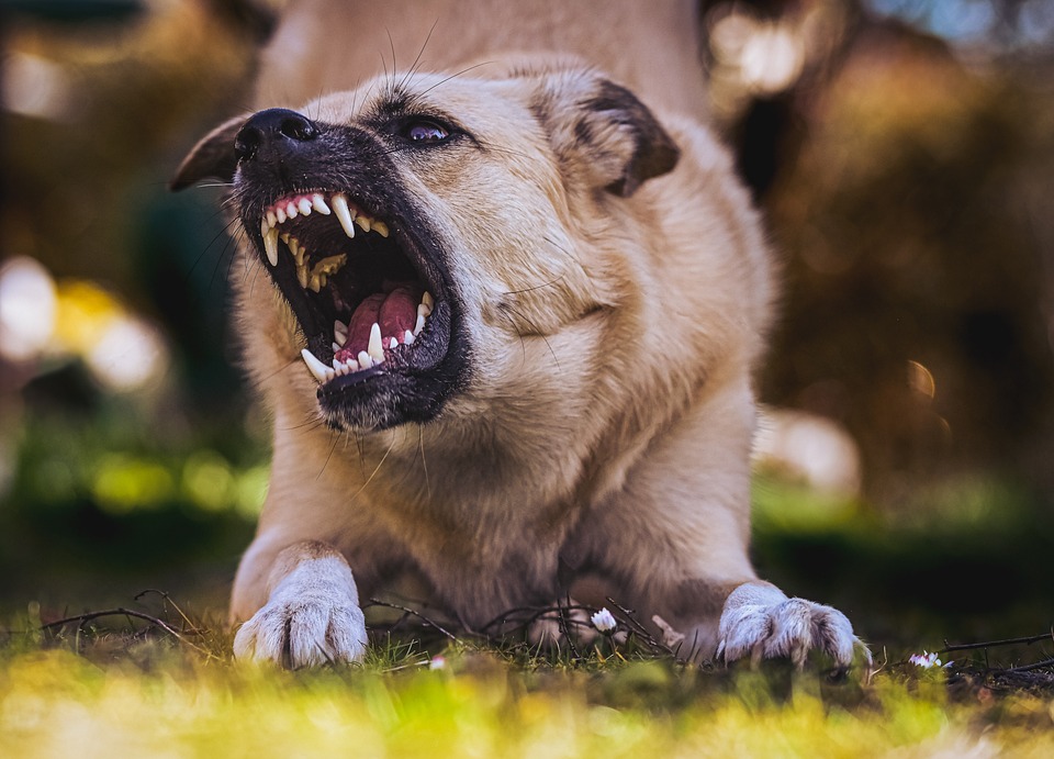 dog baring its teeth ready to bite